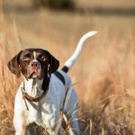Découvrez les incroyables étapes de la vie mouvementée d&rsquo;un chien de chasse, vous n&rsquo;allez pas en croire vos yeux !