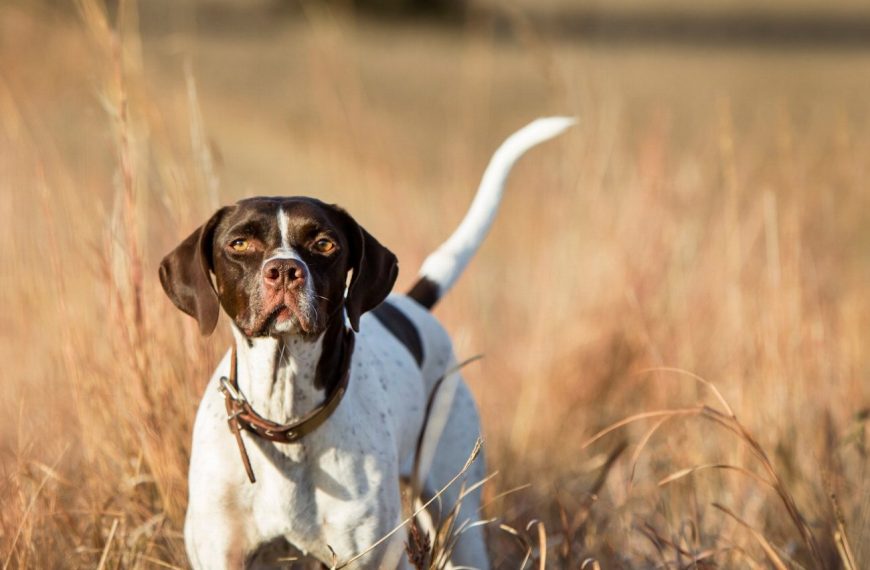 Découvrez les incroyables étapes de la vie mouvementée d&rsquo;un chien de chasse, vous n&rsquo;allez pas en croire vos yeux !