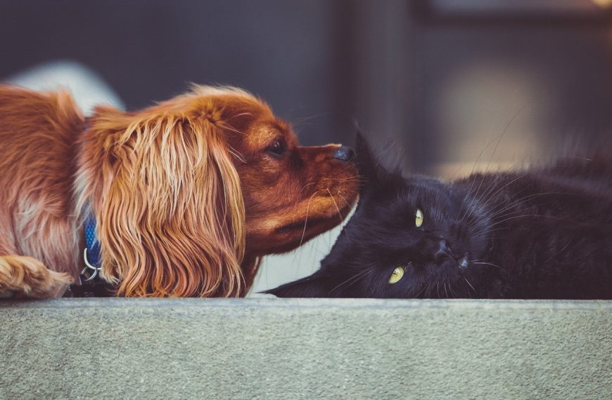 Découvrez les jeux irrésistibles pour calmer votre chat et le rendre zen !