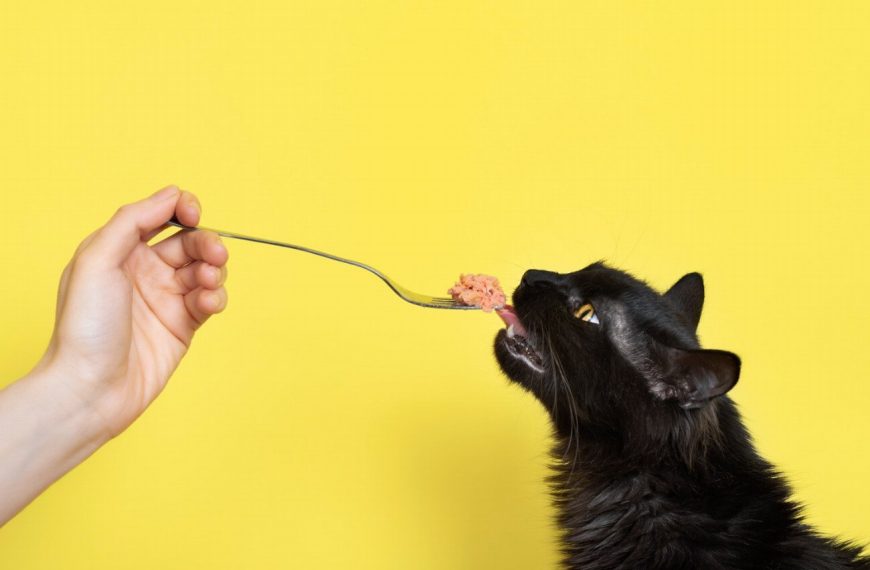 Découvrez les jeux les plus fous pour stimuler la coordination de votre chat !