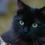 Découvrez les jouets révolutionnaires qui rendront votre chat agile comme jamais en extérieur !