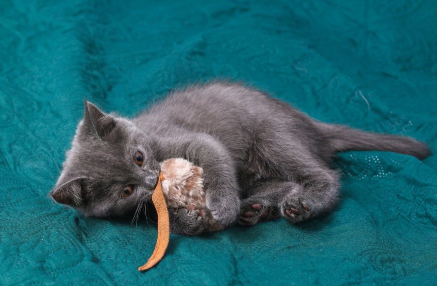 Découvrez les jouets révolutionnaires qui rendront votre chat fou pendant que vous travaillez !