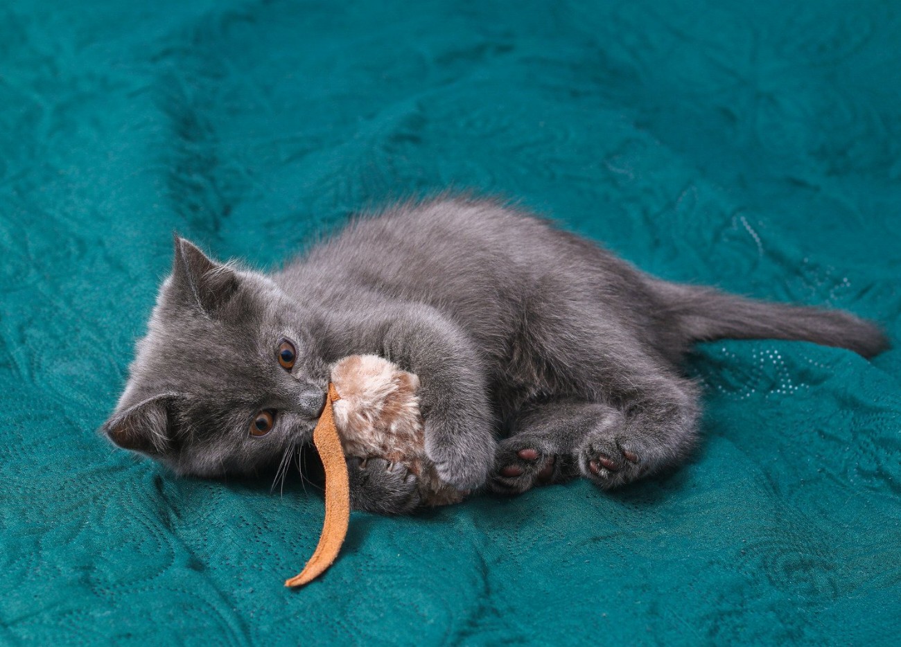 Découvrez les jouets révolutionnaires qui rendront votre chat fou pendant…
