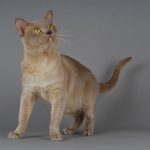 Découvrez les jouets révolutionnaires qui transformeront votre chat en une bête de confiance en extérieur !