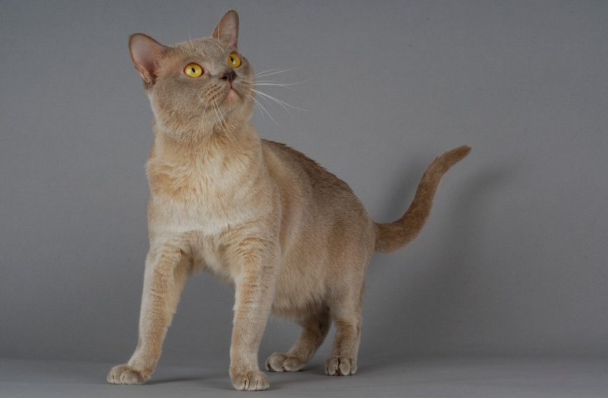 Découvrez les jouets révolutionnaires qui transformeront votre chat en une bête de confiance en extérieur !