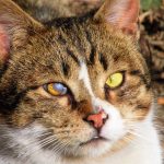 Découvrez les maladies dentaires les plus courantes chez les chats et comment les traiter pour préserver leur santé bucco-dentaire !