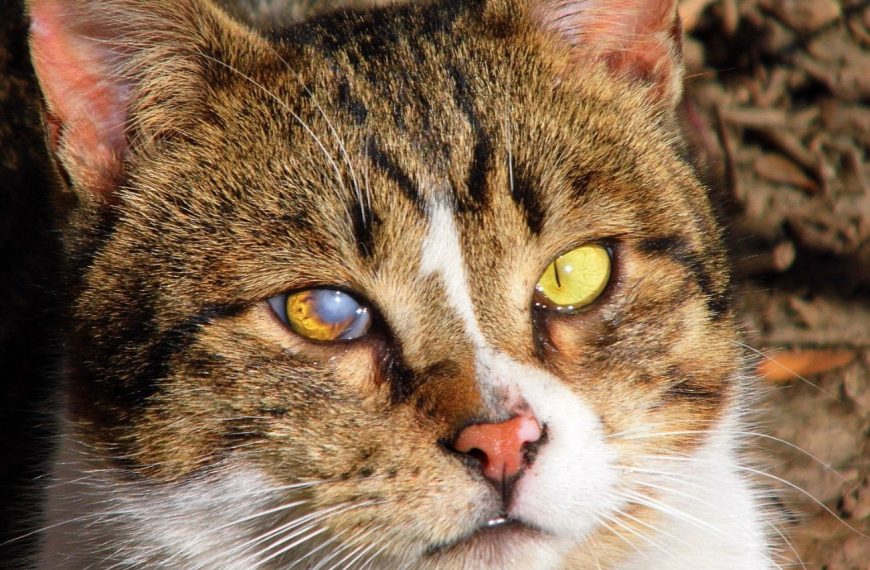 Découvrez les maladies dentaires les plus courantes chez les chats et comment les traiter pour préserver leur santé bucco-dentaire !