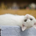 Découvrez les plantes toxiques qui mettent la vie de votre chat en danger – Vous ne devinerez jamais la plante numéro 5 !