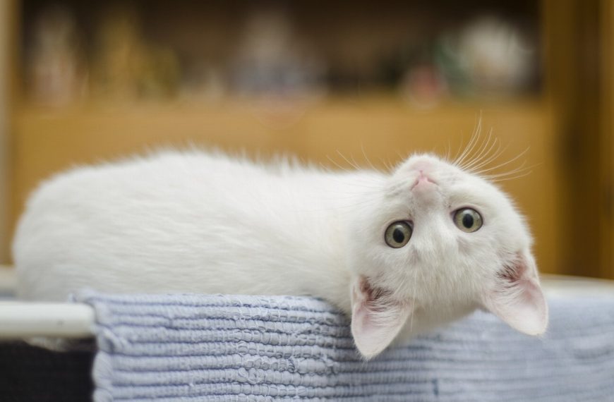 Découvrez les plantes toxiques qui mettent la vie de votre chat en danger – Vous ne devinerez jamais la plante numéro 5 !