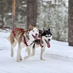 Découvrez les secrets de la vie d&rsquo;un champion canin : les étapes clés pour devenir le meilleur !