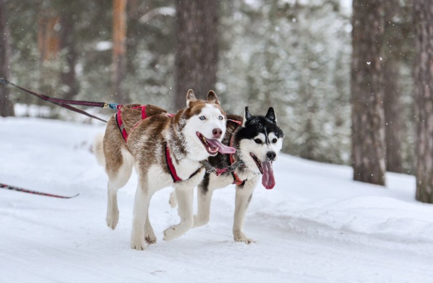 Découvrez les secrets de la vie d’un champion canin : les étapes clés pour devenir le meilleur !