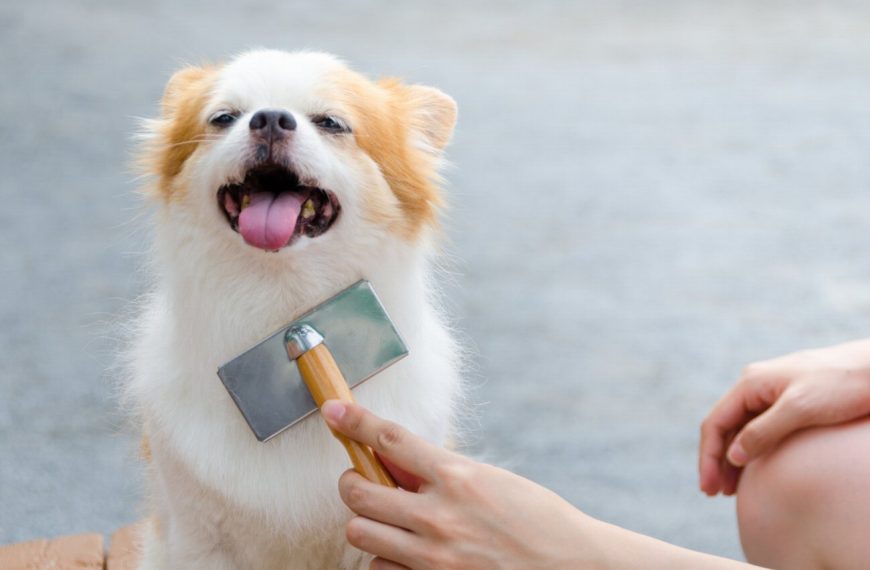 Découvrez les secrets inédits de la vie d&rsquo;un chien : des étapes incroyables qui vous surprendront !