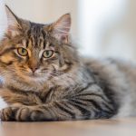 Découvrez les secrets infaillibles pour apprendre à votre chat à utiliser une chatière en un clin d&rsquo;œil !