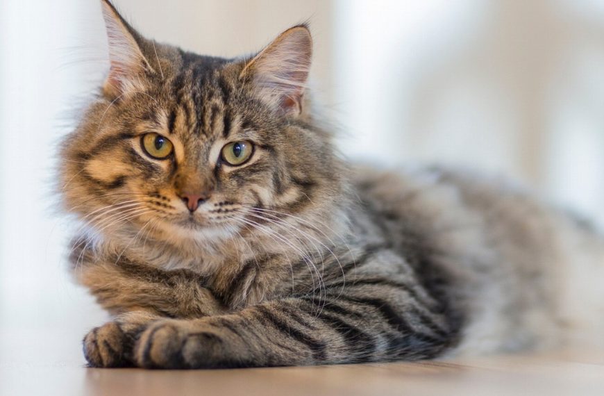 Découvrez les secrets infaillibles pour apprendre à votre chat à utiliser une chatière en un clin d’œil !