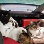 Découvrez les secrets infaillibles pour rendre votre chat parfaitement à l&rsquo;aise en voiture !