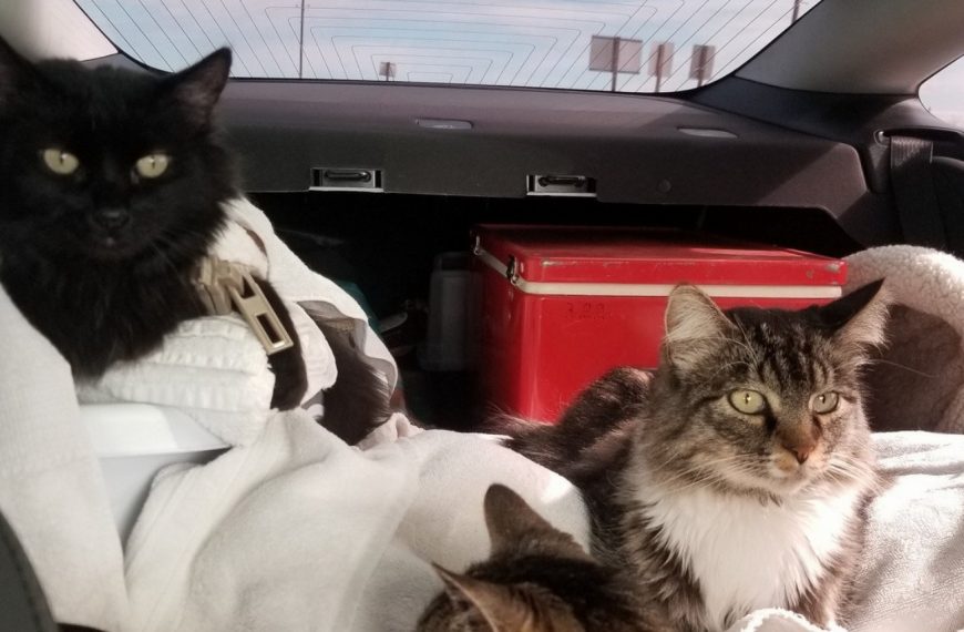 Découvrez les secrets infaillibles pour rendre votre chat parfaitement à l’aise en voiture !