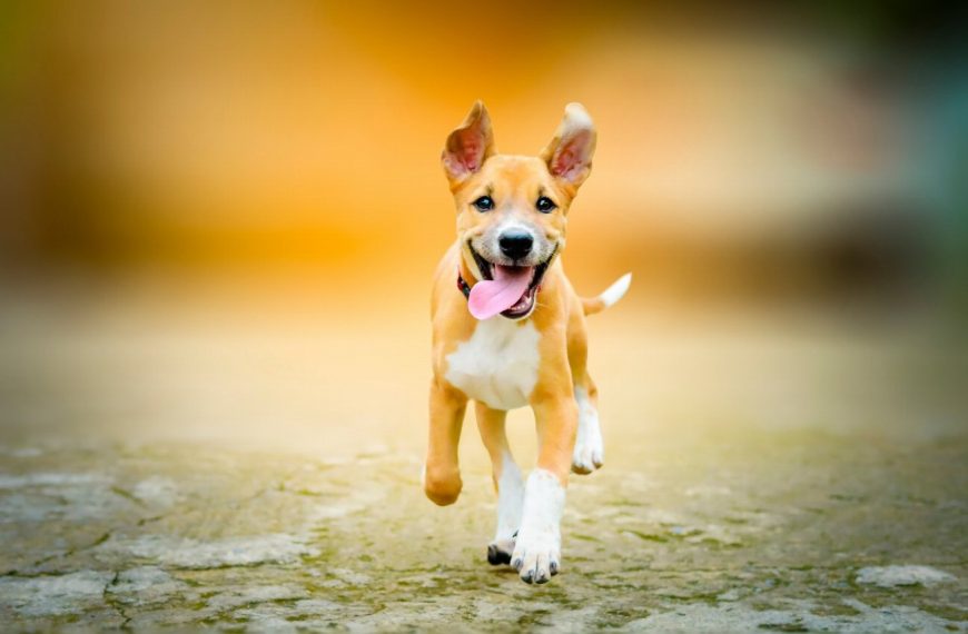 Découvrez les secrets pour apaiser l&rsquo;anxiété de séparation chez votre chien – vous ne croirez pas les résultats !