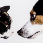 Découvrez les signes alarmants d&rsquo;hypoglycémie chez votre chien – Ne les ignorez pas !