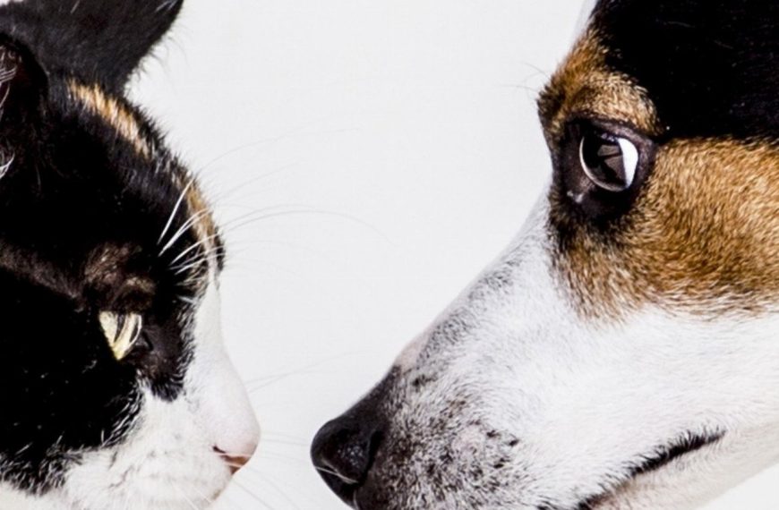 Découvrez les signes alarmants d’hypoglycémie chez votre chien – Ne les ignorez pas !