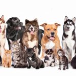 Découvrez les signes alarmants de l&rsquo;insuffisance pancréatique chez votre chien – Ne passez pas à côté de ces symptômes !