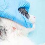 Découvrez les signes alarmants des infections cutanées chez les chats – Les traitements qui sauvent leur vie !