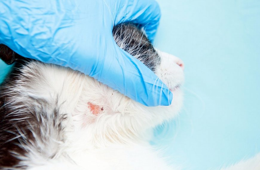 Découvrez les signes alarmants des infections cutanées chez les chats – Les traitements qui sauvent leur vie !