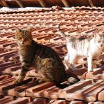 Découvrez les signes alarmants des maladies rénales chez les chats – Ne passez pas à côté de ces symptômes !