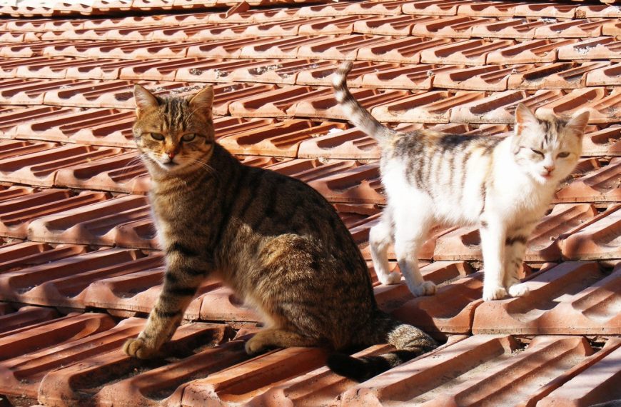Découvrez les signes alarmants des maladies rénales chez les chats – Ne passez pas à côté de ces symptômes !