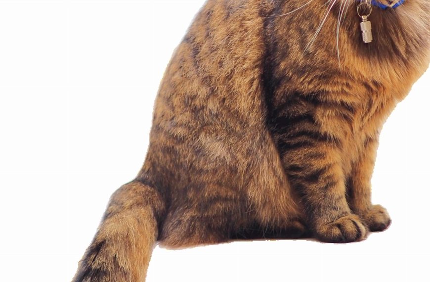 Découvrez les signes alarmants des problèmes respiratoires chez les chats – Agissez vite pour les sauver !