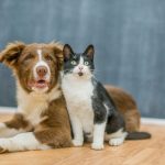 Découvrez les signes choquants qui peuvent indiquer une insuffisance rénale chez votre chien !