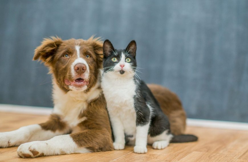 Découvrez les signes choquants qui peuvent indiquer une insuffisance rénale chez votre chien !