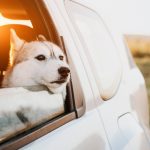 Découvrez les signes inattendus qui révèlent une hyperactivité chez votre chien !