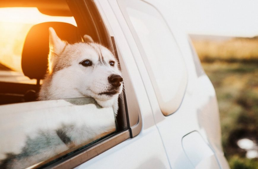 Découvrez les signes inattendus qui révèlent une hyperactivité chez votre chien !