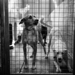Découvrez les signes inquiétants de la toux du chenil chez votre chien – Ne passez pas à côté de ces symptômes alarmants !