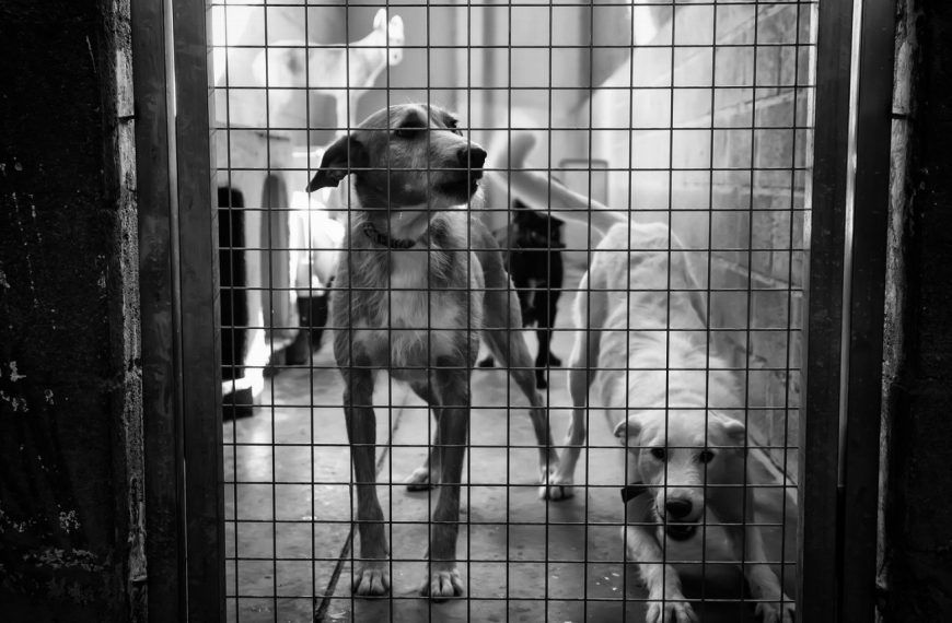 Découvrez les signes inquiétants de la toux du chenil chez votre chien – Ne passez pas à côté de ces symptômes alarmants !