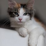 Découvrez les signes révélateurs des maladies intestinales chez les chats – Préparez-vous à être surpris !