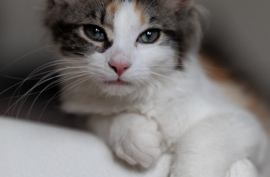 Découvrez les signes révélateurs des maladies intestinales chez les chats – Préparez-vous à être surpris !