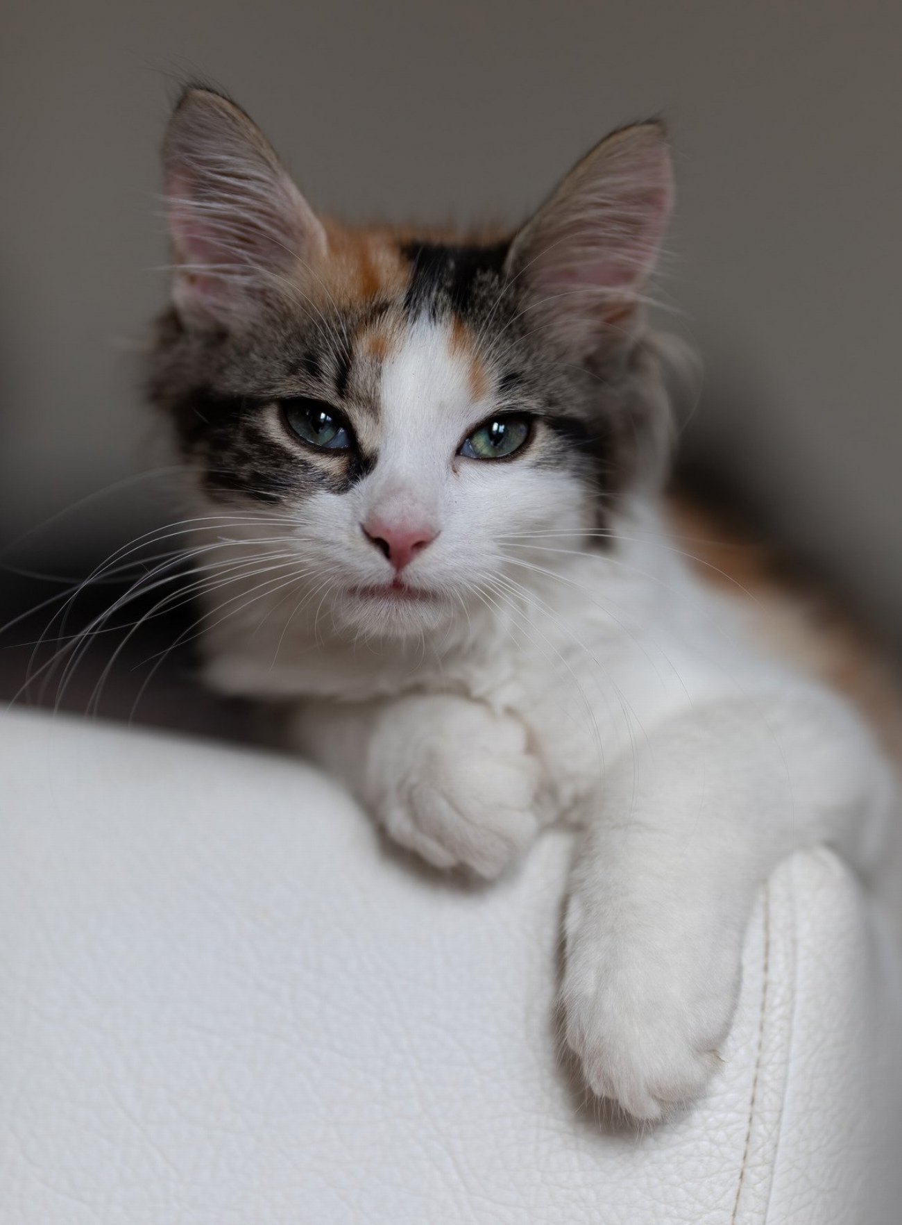 Découvrez les signes révélateurs des maladies intestinales chez les chats…