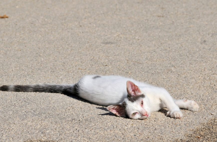 Découvrez les symptômes alarmants des maladies gastro-intestinales chez les chats – Ne les ignorez pas !