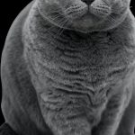 Découvrez les symptômes inquiétants des maladies endocriniennes chez les chats et comment les traiter !