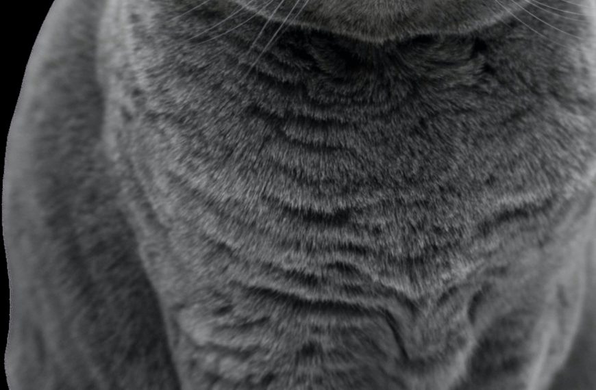 Découvrez les symptômes inquiétants des maladies endocriniennes chez les chats et comment les traiter !