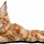 Découvrez pourquoi l&rsquo;eau fraîche est VITALE pour la santé de votre chat !