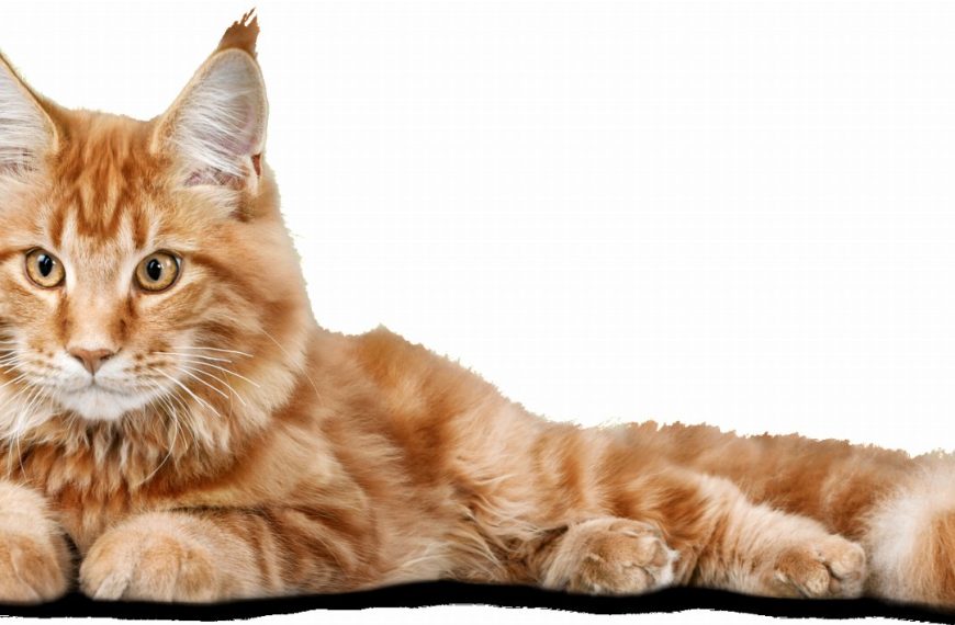 Découvrez pourquoi l&rsquo;eau fraîche est VITALE pour la santé de votre chat !