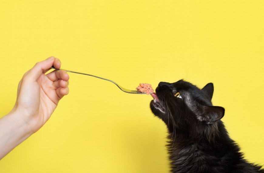 Découvrez pourquoi la présence d’un chat est bénéfique pour le développement de votre enfant !
