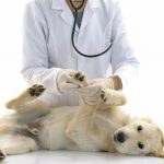 Découvrez pourquoi la prévention des problèmes cardiaques chez votre chien est cruciale pour sa santé et son bonheur !