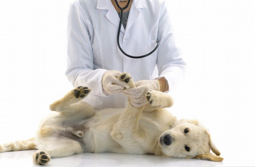 Découvrez pourquoi la prévention des problèmes cardiaques chez votre chien est cruciale pour sa santé et son bonheur !