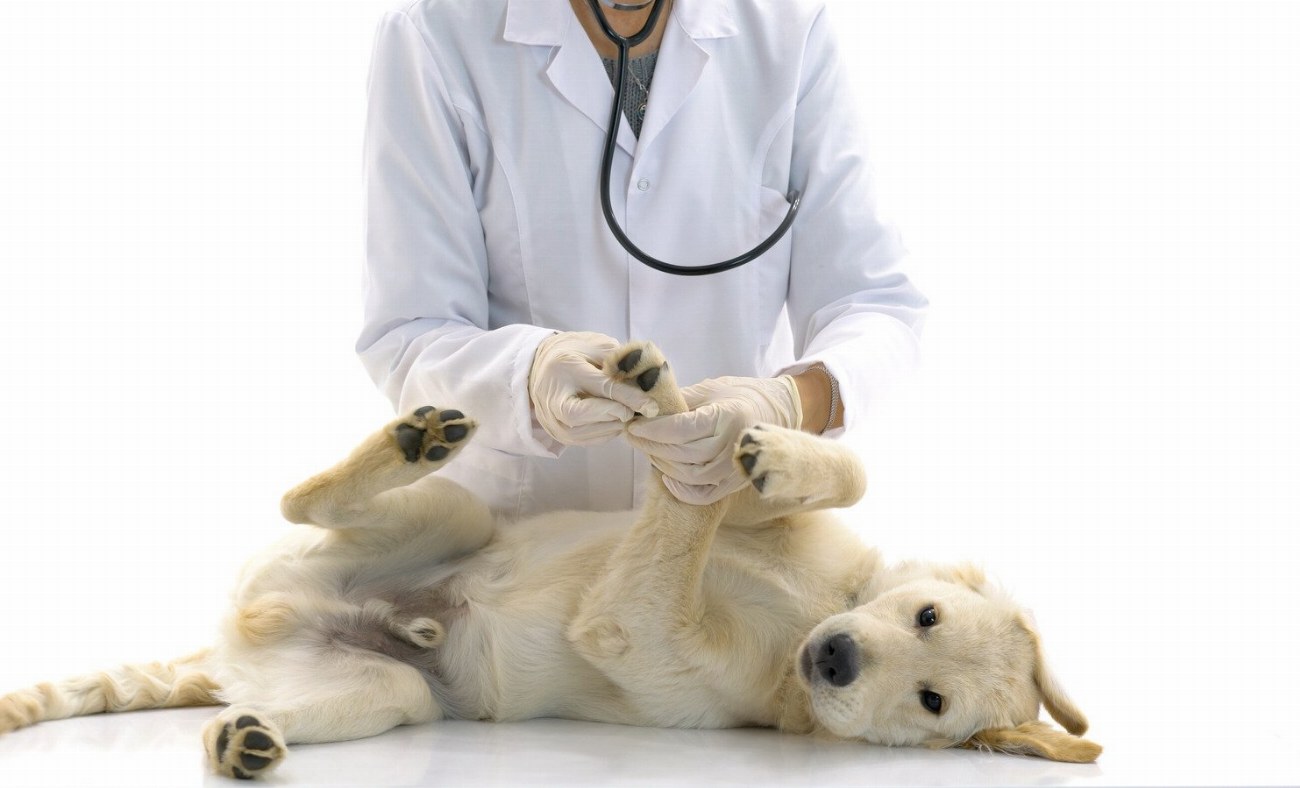Découvrez pourquoi la prévention des problèmes cardiaques chez votre chien…