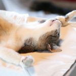 Découvrez pourquoi la stérilisation est cruciale pour la santé et le bien-être de votre chat !