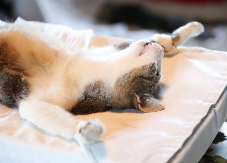 Découvrez pourquoi la stérilisation est cruciale pour la santé et le bien-être de votre chat !