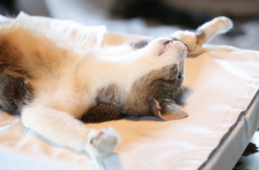 Découvrez pourquoi la stérilisation est cruciale pour la santé et le bien-être de votre chat !